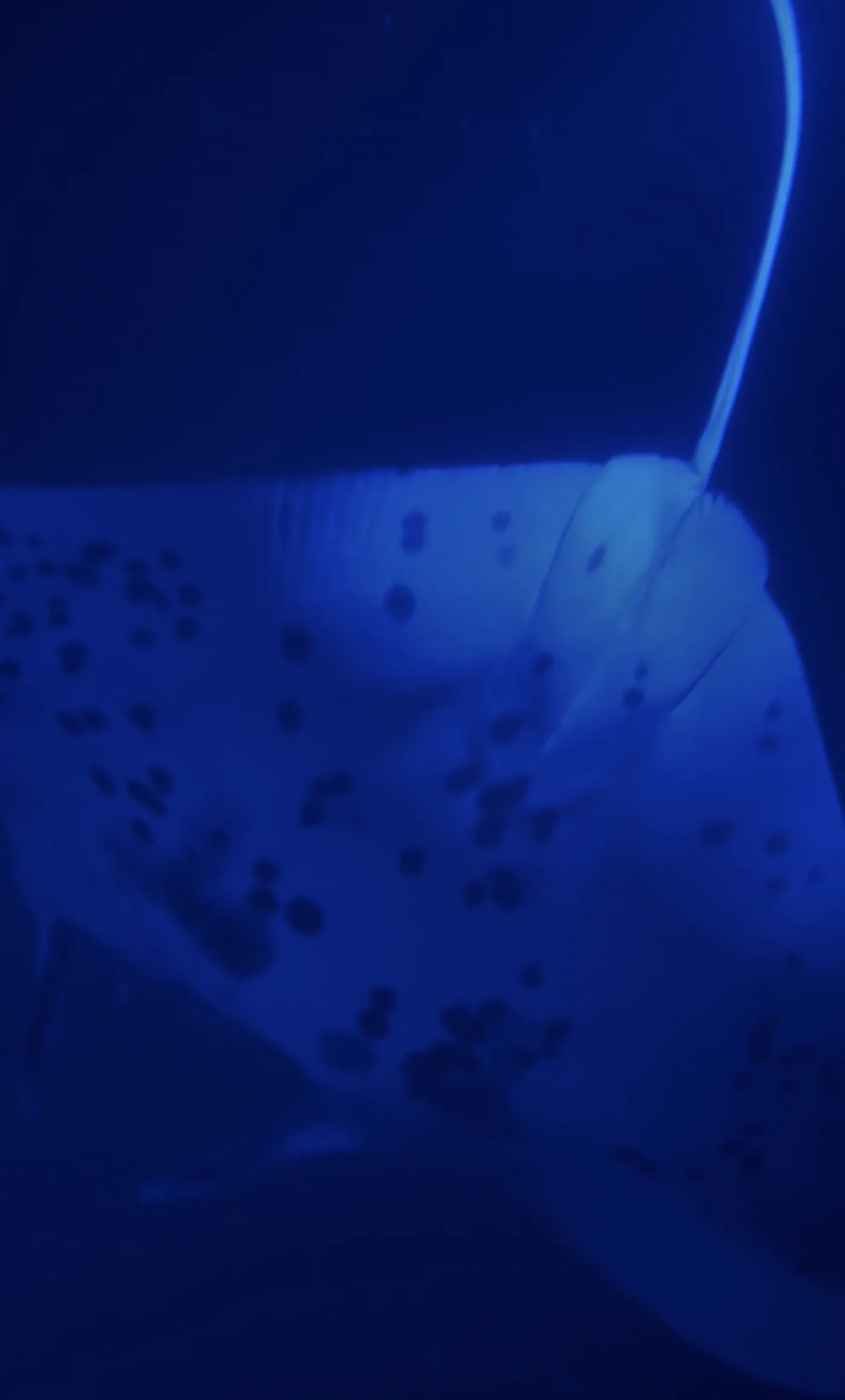 Photo of Moonlit Manta Ray Night Snorkel