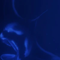 Photo of Moonlit Manta Ray Night Snorkel