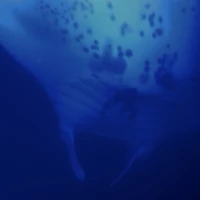 Photo of Moonlit Manta Ray Night Snorkel
