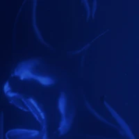 Photo of Moonlit Manta Ray Night Snorkel