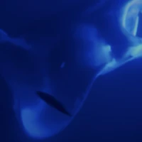 Photo of Moonlit Manta Ray Night Snorkel