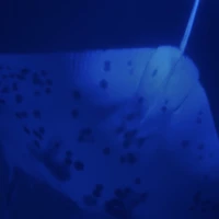 Photo of Moonlit Manta Ray Night Snorkel