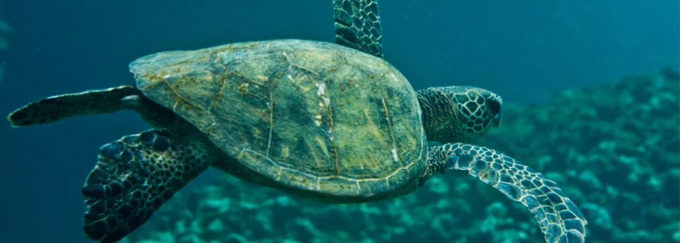 Hawaii Turtle Waikiki
