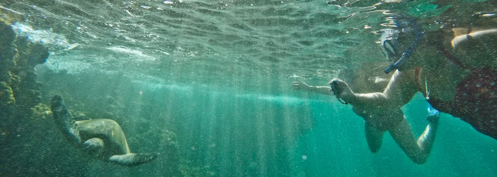 Turtle Canyon Snorkel