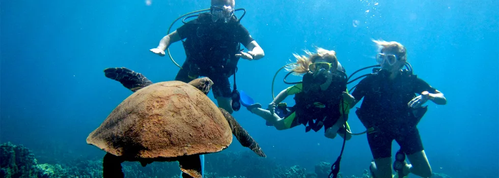 Oahu-scuba-dive-turtle