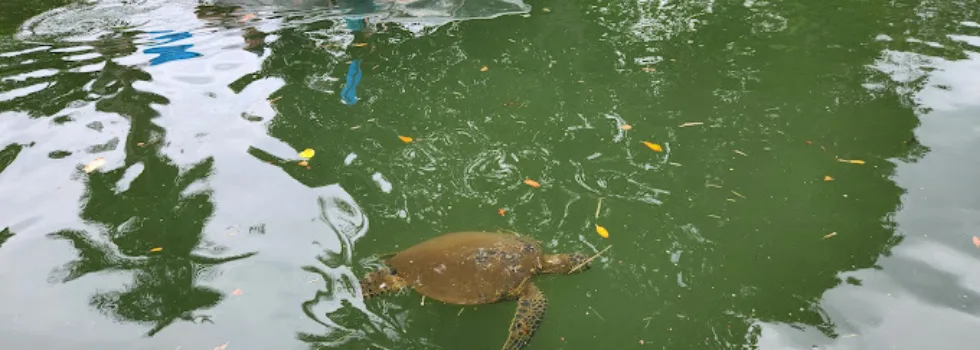 Glass bottom kayak tour of haleiwa river turtles