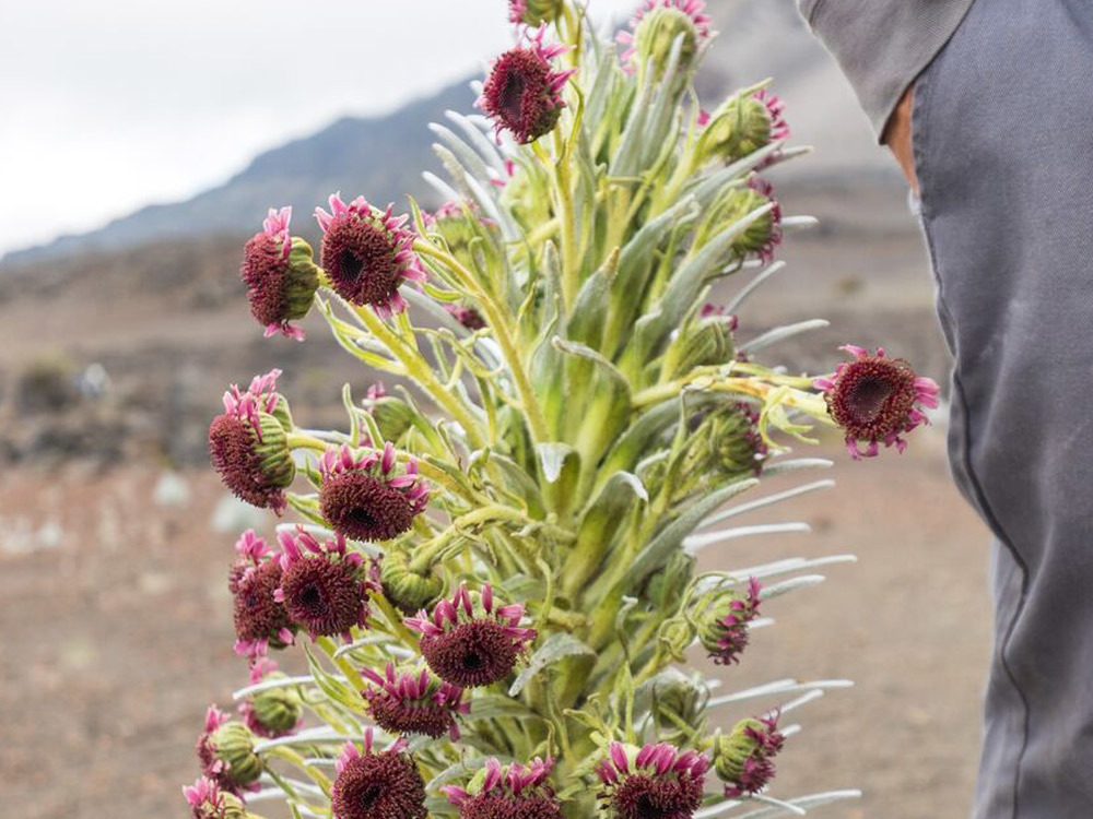 silversword-bloom-haleakala-closeup.jpg#asset:2803