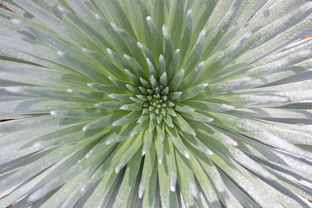 silversword-closeup-haleakala.jpg#asset:2788