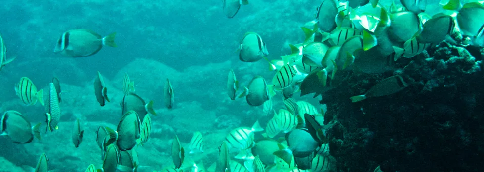 Hanauma Bay Fish Snorkel