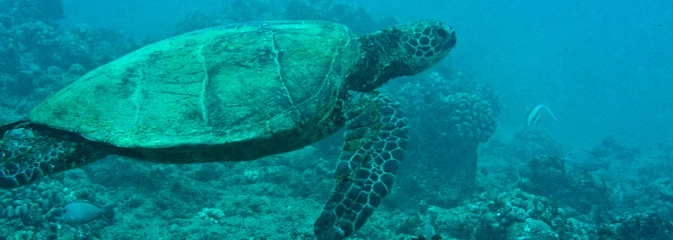 Hanauma Bay Turtle