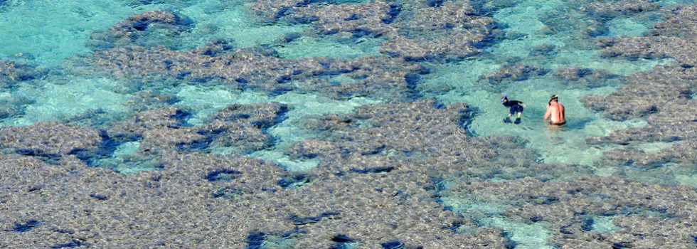 Hanauma bay snorkeling
