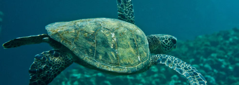 Hawaii Turtle Private Tour