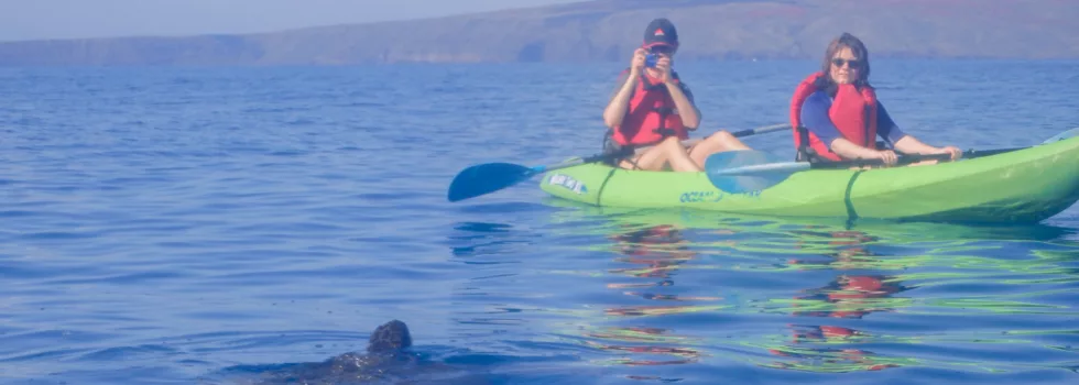 Kayak with turtles maui