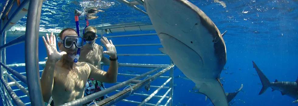 Shark cage diving hawaii banner