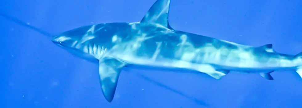 Swimming with sharks haleiwa