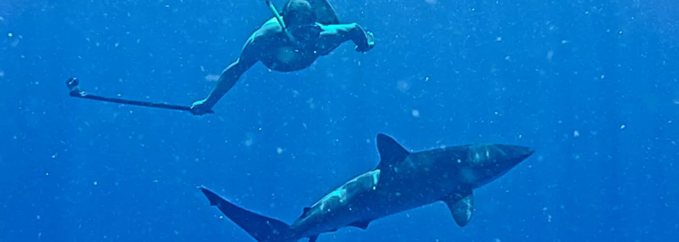 Shark diving north shore oahu