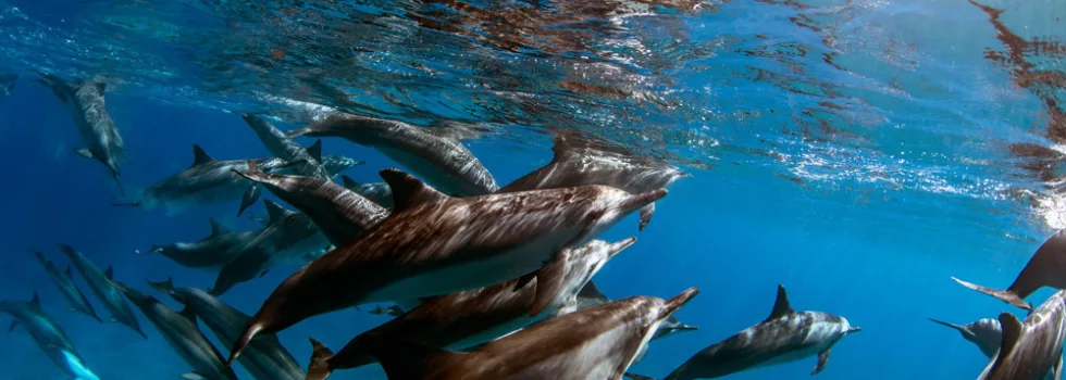 Laserwolf Photo Dolphin Tours Hawaii