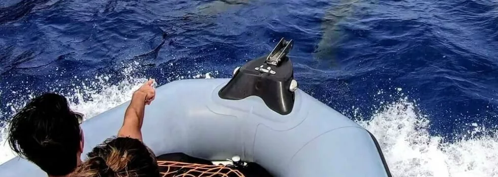 Private dolphin boat tour hawaii