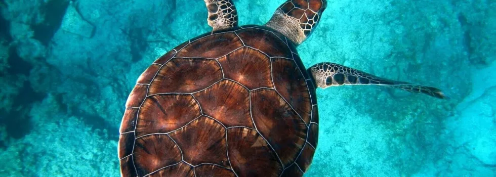 Swim with turtles waikiki