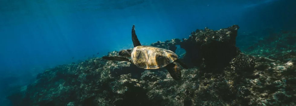 Turtle underwater view hawaii
