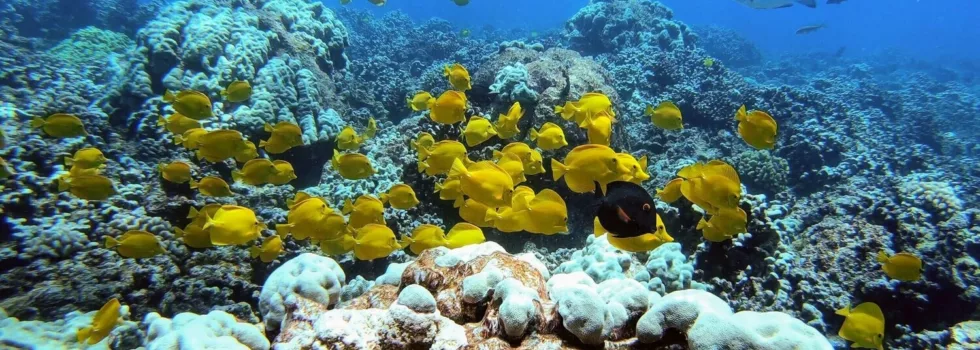 Snorkel with fish waikiki