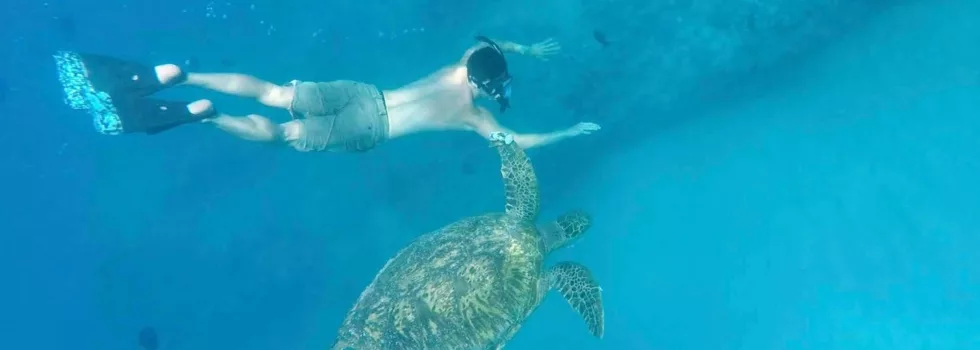 Snorkel with turtles waikiki