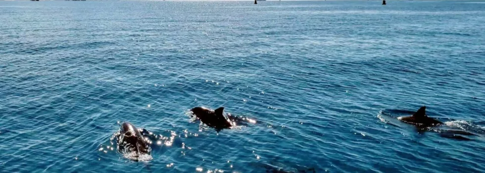 Dolphin tour waikiki