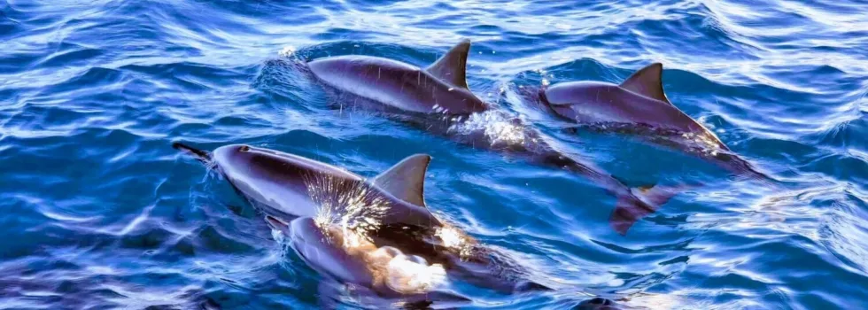 Private dolphin boat hawaii