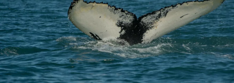 Waikiki whale watching charter