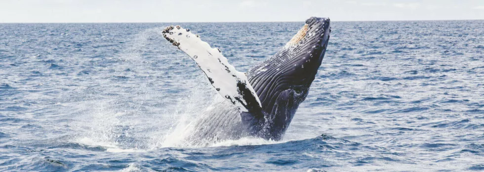 Humpback whale watching waikiki