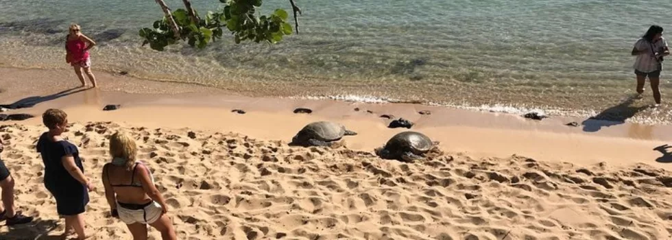 Turtle viewing oahu