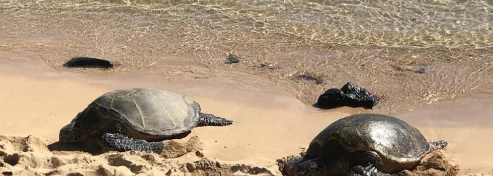 Turtle sightseeing tour oahu