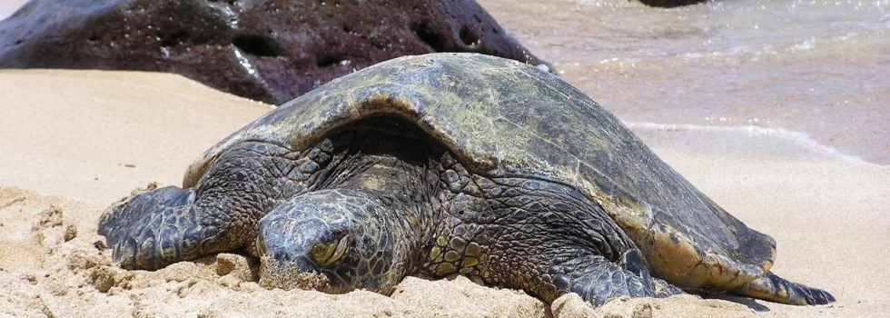 Finding turtles oahu