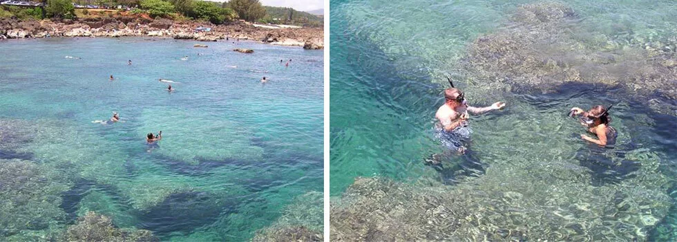 Sharks cove snorkeling tour