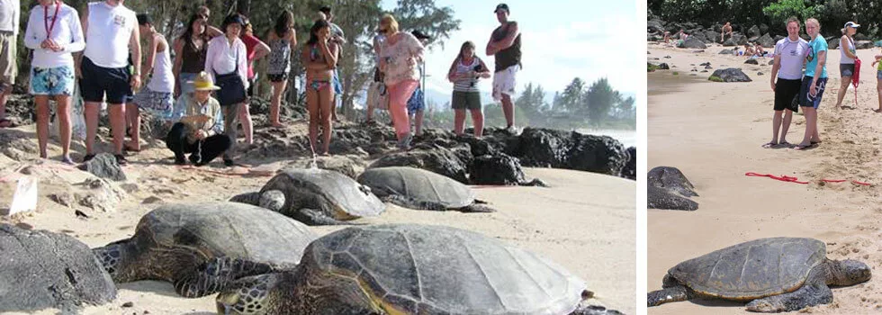 Turtle viewing north shore oahu