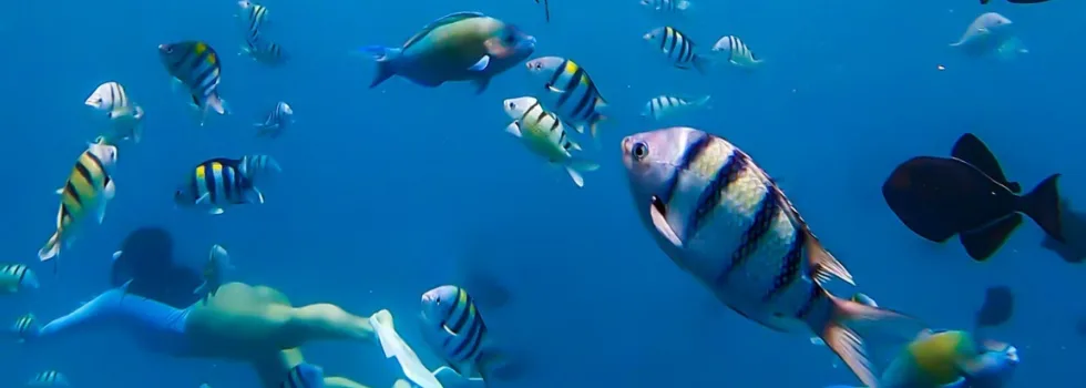 Swimming through school of fish