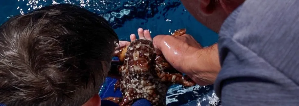 Snorkel tour octopus waikiki