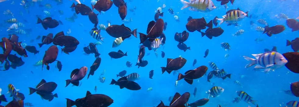 Tropical reef fish school waikiki