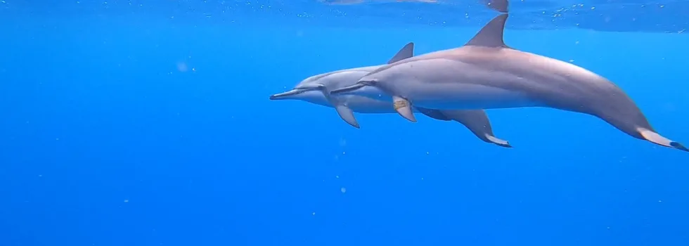 Dolphin swimming waikiki
