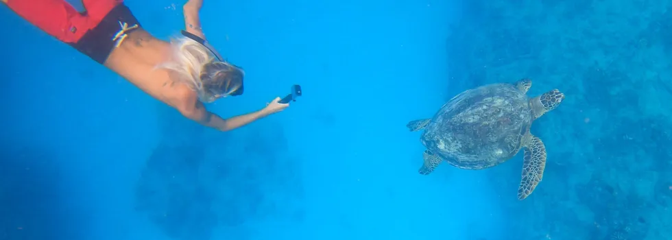 Swimming with waikiki turtle