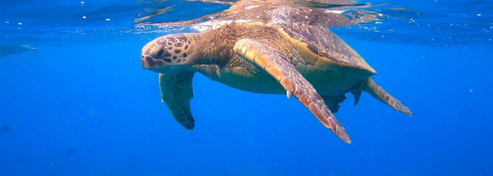 Waikiki turtle at surface