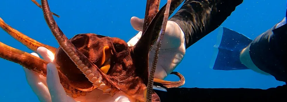 Tako waikiki snorkel