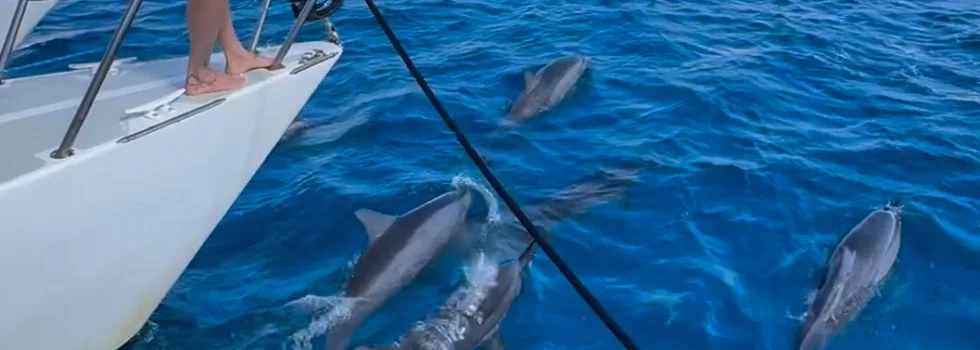 Dolphins swim in waikiki trimaran wake