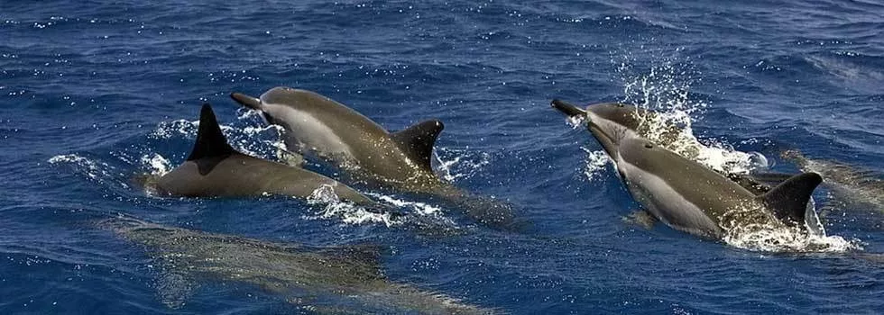 Dolphins in hawaii