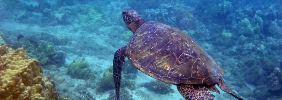 Turtle sail boat hawaii