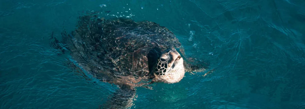 Snorkel with turtles honolulu
