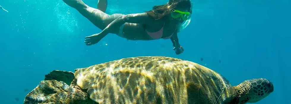 Hawaii snorkeler with turtle