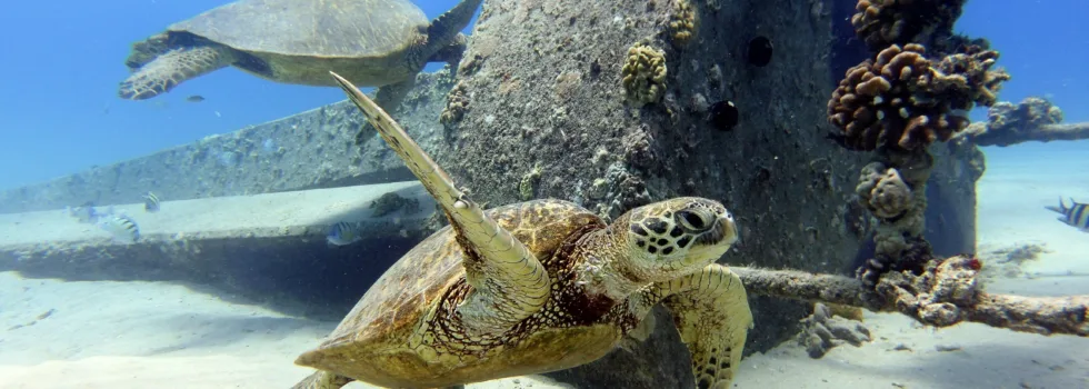 Turtle snorkeling honolulu