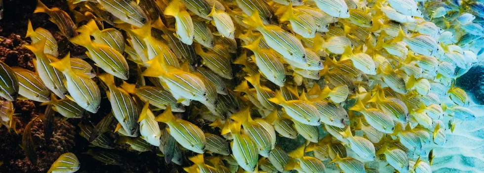 School of fish snorkeling hawaii