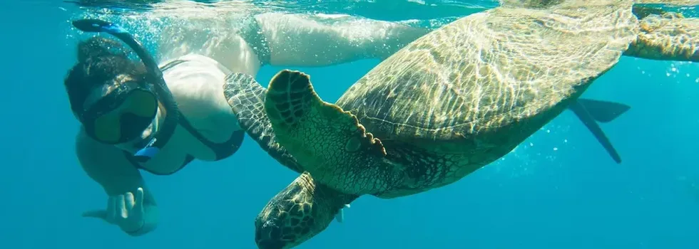 Turtle snorkeler secret reef